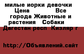 милые иорки девочки › Цена ­ 15 000 - Все города Животные и растения » Собаки   . Дагестан респ.,Кизляр г.
